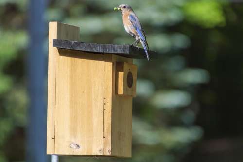 Bluebird Feeding Perch Bird Birdhouse