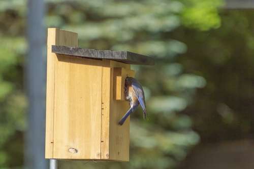 Bluebird Birdhouse Perch Feather Nest