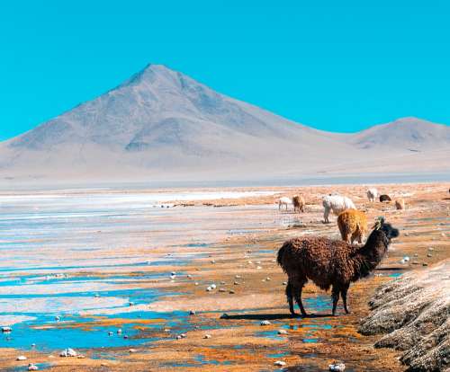 Bolivia Llamas South America Paisaje Landscape