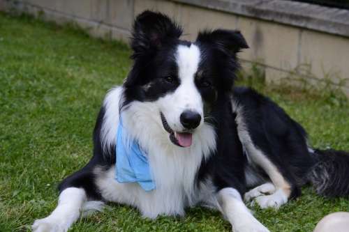 Border Collie Dog Border Pets