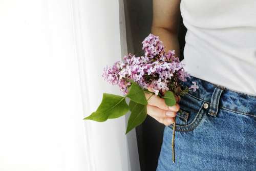 Branch Lilac Flower Flowers Inflorescence Jeans