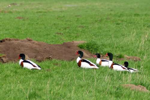 Brand Geese Birds Nature Plumage Animal