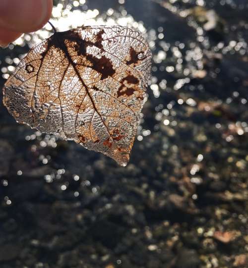 Brown Leaf Transparency Leaf Water Autumn Nature