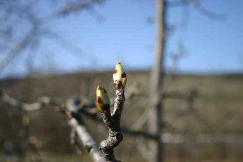 Bud Tree The Beginning Of Spring Spring Branch