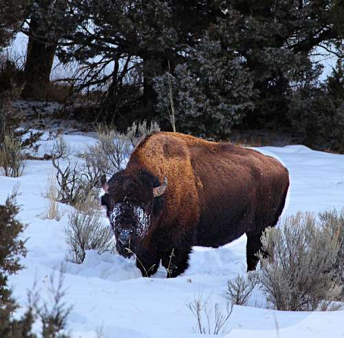 Buffalo Winter Snow-Face Wyoming Wild