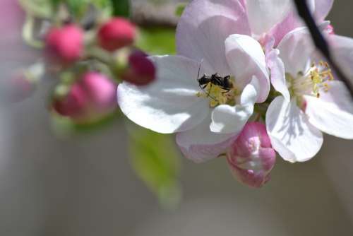 Bug Pollinator Apple Blossom Nature Wildlife