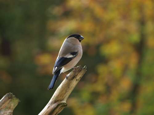 Bullfinch Female Gimpel Bullfinch Female Bird