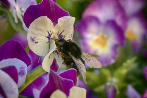Bumblebee Pansy Nature Flowers Garden Plant