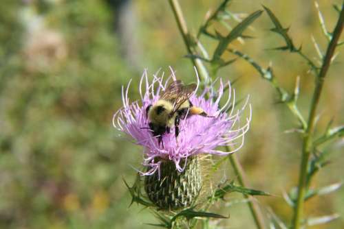 Bumblebee Thistle Flower Nature Insect Plant