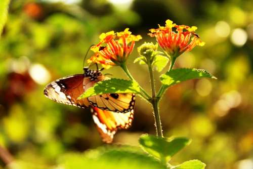 Butterfly Animal Nature Heavy Indonesian