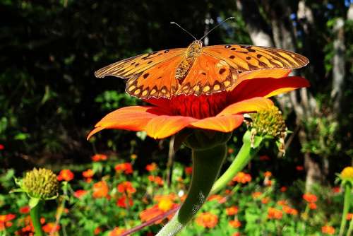 Butterfly Yellow Orange Insect Nature Animal