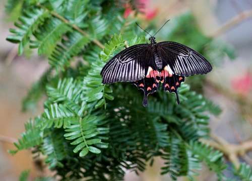 Butterfly The Exotic Wings Black Insect Nature