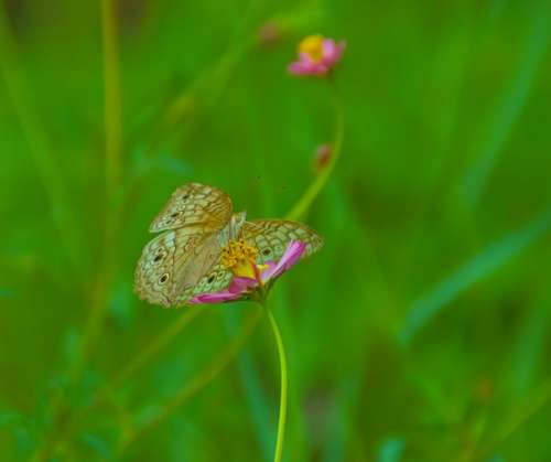 Butterfly Flower Green Wildlife Nature Insect