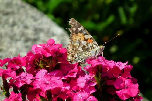 Butterfly Insect Flower Gożdzik Stone Nature Macro