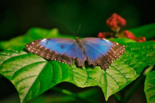 Butterfly Insect Wing Animal Nature Close Up