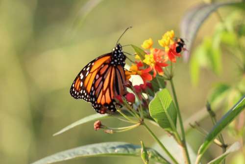 Butterfly Nature Fauna Garden