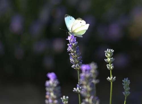 Butterfly Lavender Wings Insect Supplies Flower