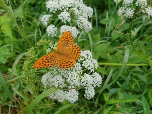 Butterfly Nature Latvia Summer Outdoor