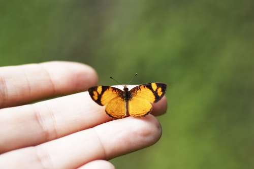 Butterfly Hand Background Girl Beautiful Nature