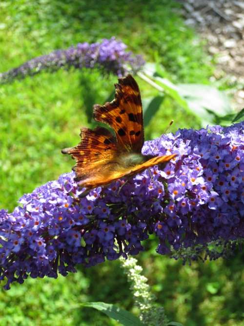 Butterfly Insect Nature Spring Nectar Pollen