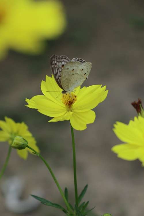 Butterfly And Flower Yellow Wild Garden Green