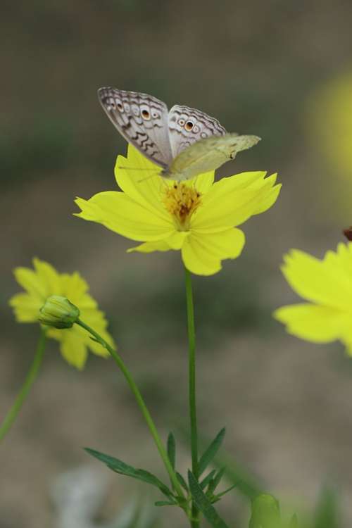 Butterfly Flower Yellow Garden Outdoor Green