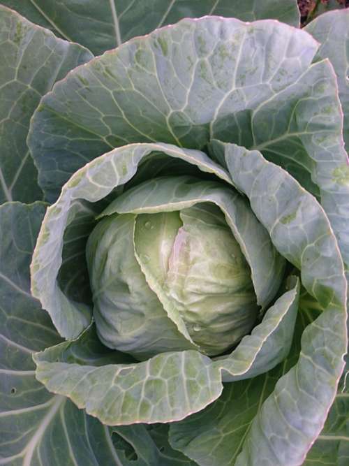 Cabbage Organic Backyard Gardening Vegetables