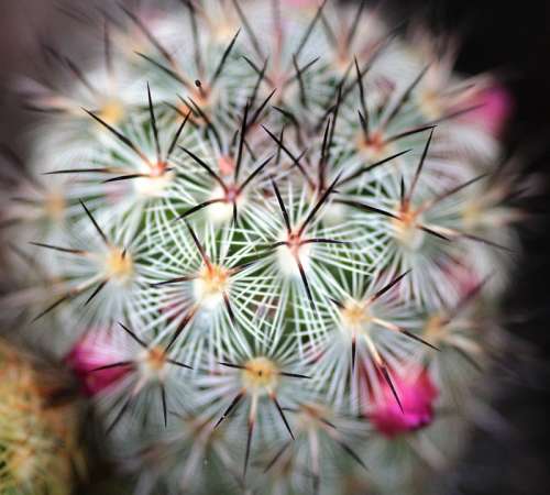 Cactus Plant Flora Nature Detail Macro Prickle