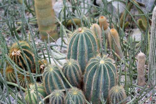Cactus Sukulent Plant Flora Nature Green Cacti