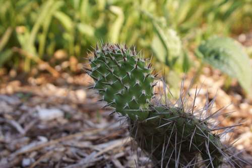 Cactus Plant Prickly Green Succulent Nature