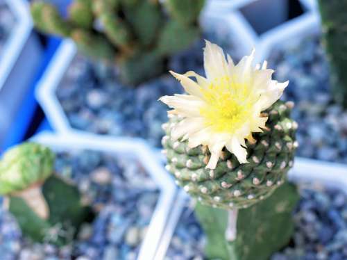 Cactus Flower Flower Nature Grafted Flora Bloom