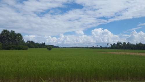 Cambodia Rice Field Harvest Sunshine Scenery