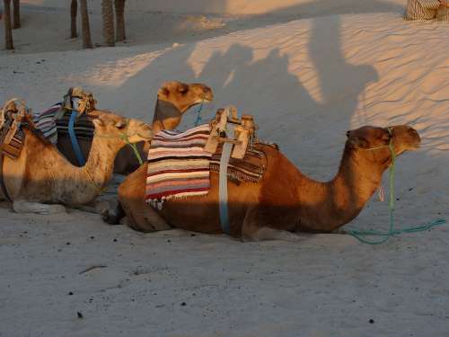 Camel Sand Desert Landscape Travel Sahara Animal