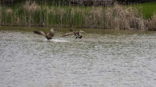 Canada Geese In Flight Landing Waterfowl Flight