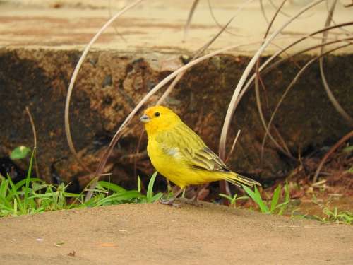 Canary Yellow Bird Birdie Nature Animals Brazil