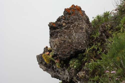 Canary Islands Iron Nature Forest Trees Wood Fog