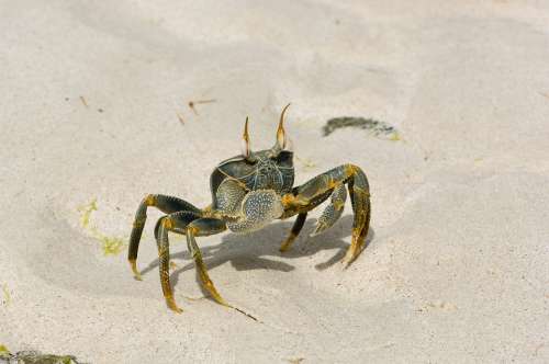 Cancer Shellfish Sand Beach Crab Meeresbewohner
