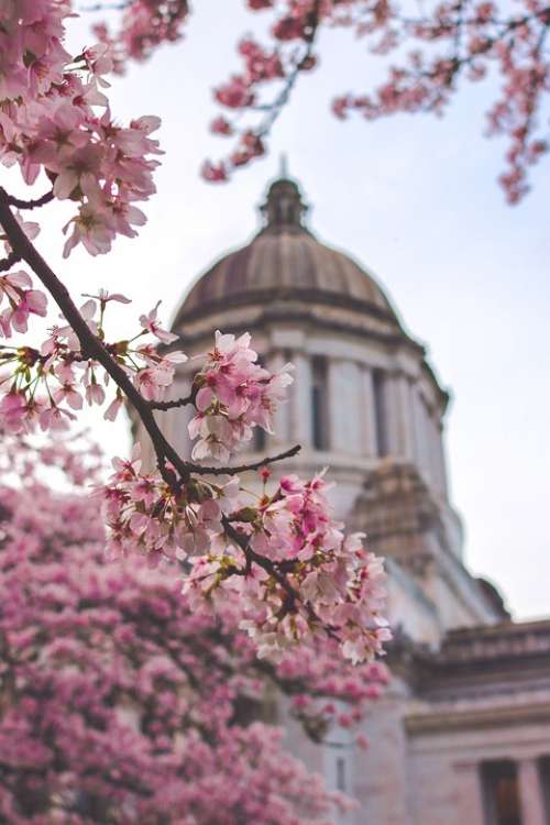 Capitol Building Washington State Spring Usa Dome