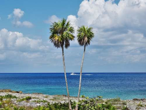 Caribbean Palms Cozumel Mexico Palm Summer Water