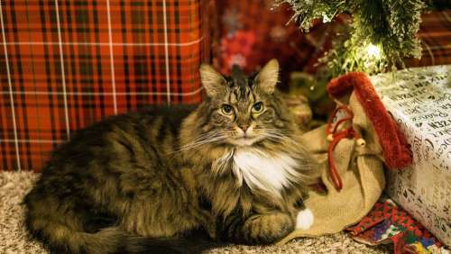 Cat Christmas Animal Pet Cute Xmas Presents