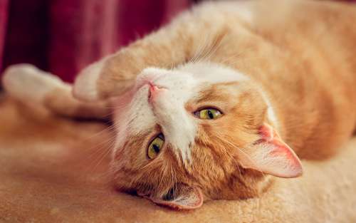 Cat Red Domestic Cat Red White Cat'S Eyes Cuddly