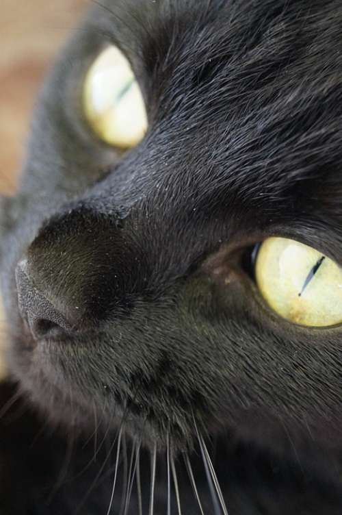 Cat Black Eyes Portrait Animal