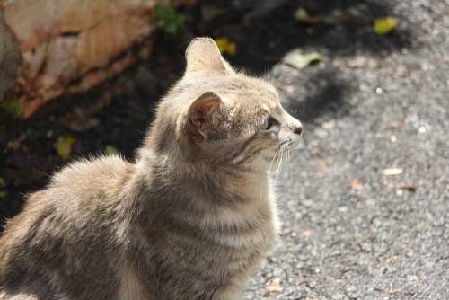 Cat Standing Looking Pet Jerusalem