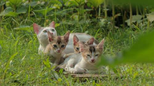 Cat Cat Family Cute Pet Kitty Little Young