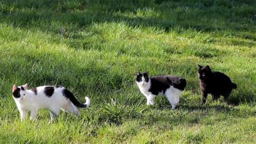 Cat Meadow Pet Nature Domestic Cat Cat Family