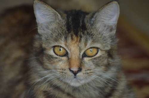 Cat Animal Pet Face Portrait Domestic