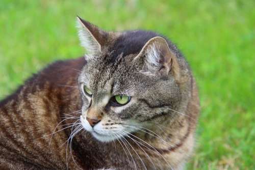 Cat Mieze Animal Nature Pet Cat Face Cat'S Eyes