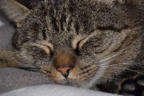 Cat Domestic Cat Pet Mackerel Cat Face Mieze Head