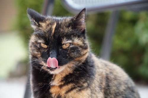 Cat Hunger Tongue Margit Deutscheinsiedel Garden