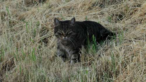 Cat Garden Summer Rush Mieze Domestic Cat Nature